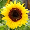 Sonnenblume